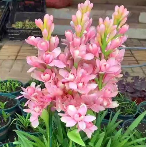 晚香玉种球夜来香花苗浓香型多年生植物室内外庭院四季易种活花卉