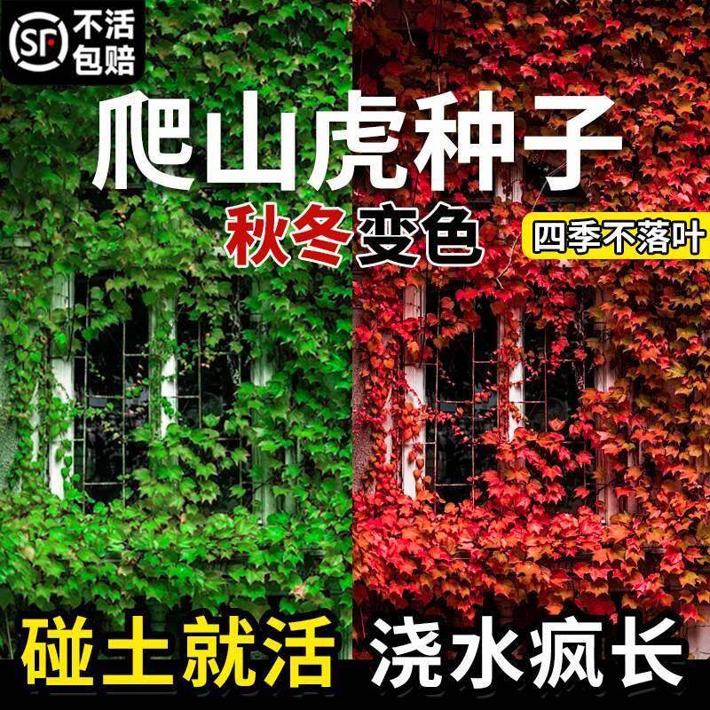 爬山虎种子树苗不落叶草籽藤条爬藤爬墙虎三五叶四季耐寒花种籽孑