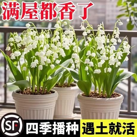 铃兰花苗盆栽进口种球花籽种子四季播种开花花卉室内外花耐寒绿植