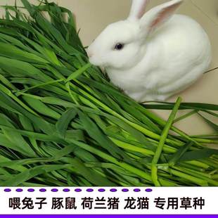 提摩西草种籽兔子牧草豚鼠荷兰猪龙猫耐寒草种籽多年生猫尾草种子