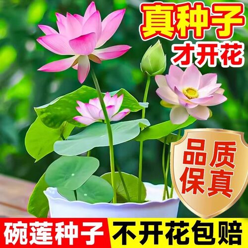 碗莲种子水培花卉花种籽室内外四季播种开花水养盆栽荷花睡莲荷花