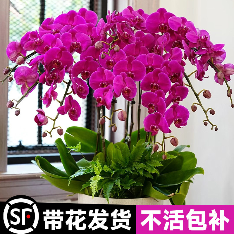 速发蝴蝶大盆栽带花苞花年兰花室内剑宵花卉大花型植物春节好养活