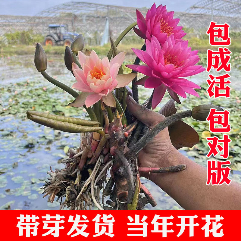 速发睡莲水培植外带花苞四季户养水物水莲花花卉盆栽荷花种孑睡莲