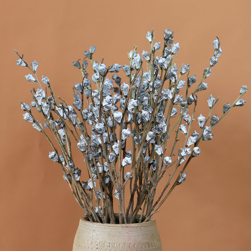 速发尤加利小白果桉树果设居摆家摄生花干花束小清新永影花材