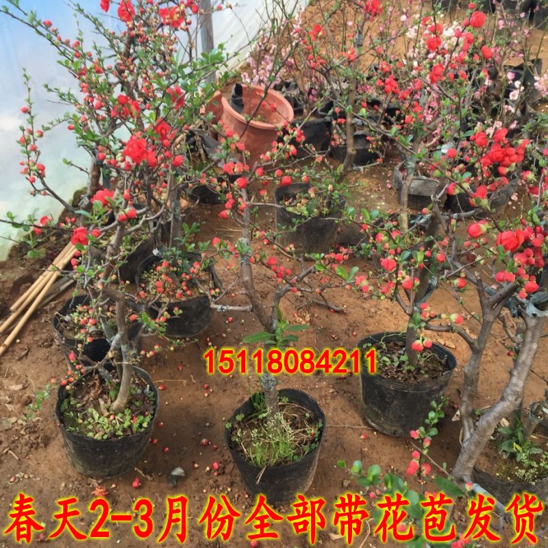 速发化冠景树桩长寿盆花苗盆栽地栽庭院绿花春季带花苞发