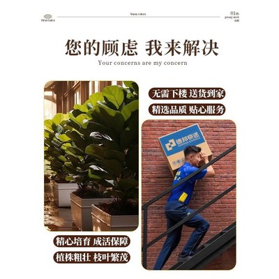 速发大琴叶榕客厅绿植物室内大型好养老桩大叶盆栽真花落地大号办