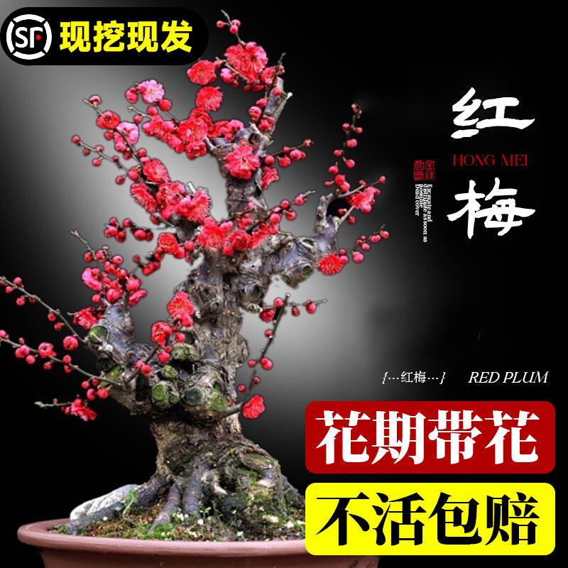 速发红梅花盆栽原生植桩盆景台耐院绿老物浓香花卉庭寒四季花苗