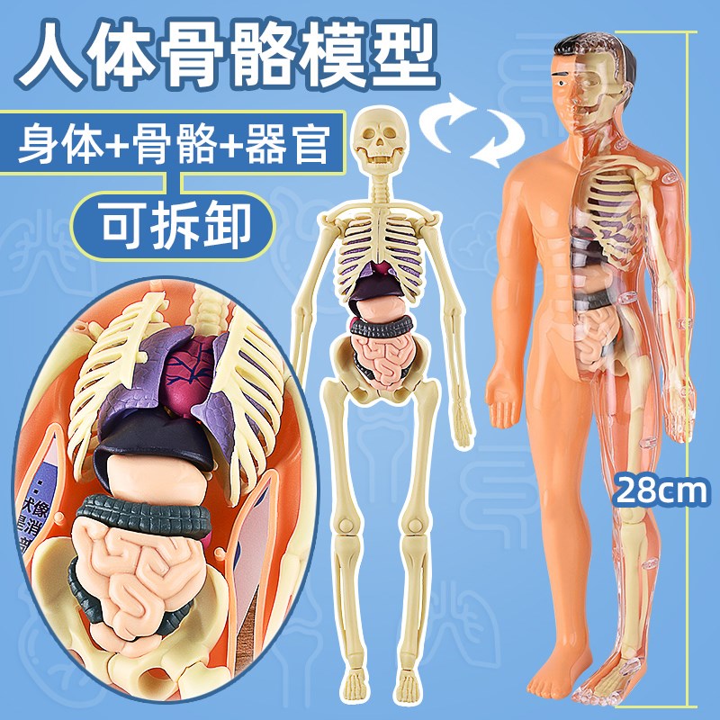 速发科教儿童人体结构模型器官躯干可拆卸拼装幼宝宝启蒙孩子玩具
