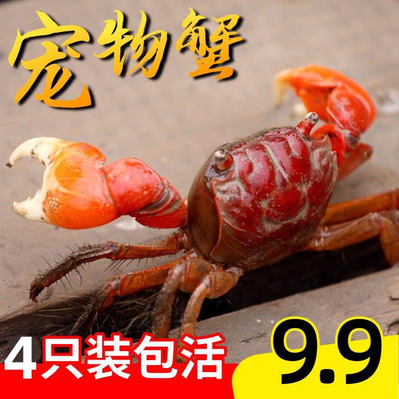 速发小蟹螃活物好养淡水观赏蟹学手蟹适合相生儿童小孩可以养螃蟹