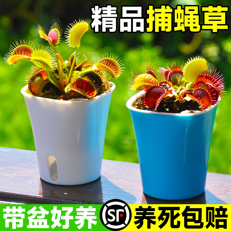 速发捕菜草膏栽超大扑蝇草巨型猪笼草茅盆蝇食虫植物食人花食蚊草