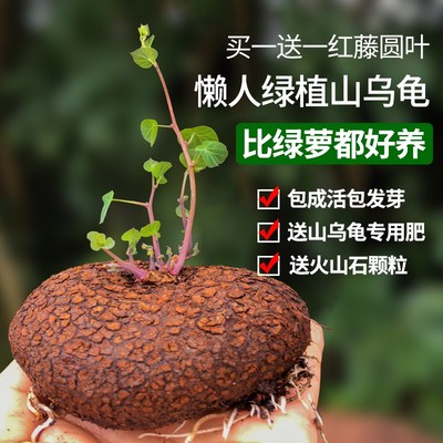 速发云南红藤山乌龟金不换圆叶带芽爬藤植物盆栽室内水培懒人绿植