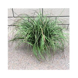 仿真草堆软装蒲草花材芦草草丛装草饰造景仿苇真草假草垛草蒲草团