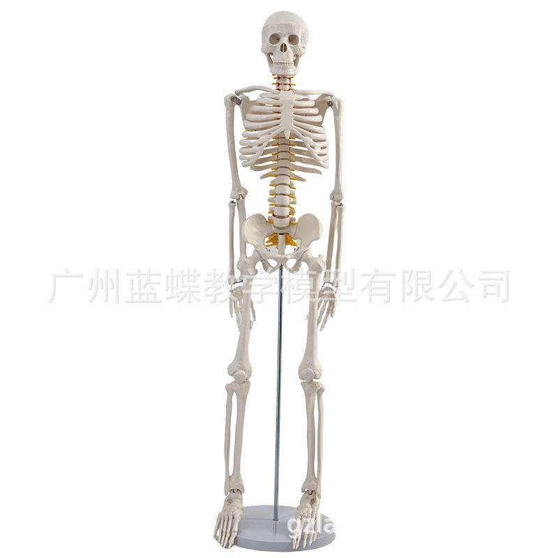 85髅cm无品牌/人体骨体骼模型170cm全身成椎人骨架人模型小骷教学,文具电教/文化用品/商务用品,教学标本/模型,淘宝优惠券,粉丝福利购,淘宝优惠卷