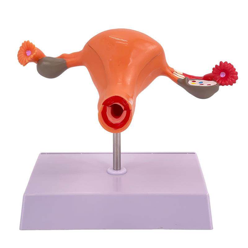 医学女性子宫模卵巢生无品牌/科殖结构解模型妇科妇剖产卵巢型子,文具电教/文化用品/商务用品,教学标本/模型,淘宝优惠券,粉丝福利购,淘宝优惠卷