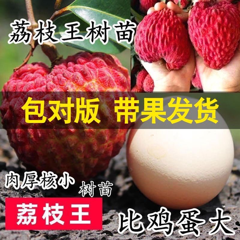 新品种海南荔枝王果树苗嫁接果苗