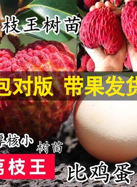 新品种海南荔枝王果树苗嫁接果苗