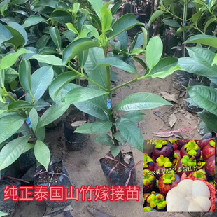 泰国山竹树树苗红肉进口无籽山竹树苗地栽当年结果南方北方种植