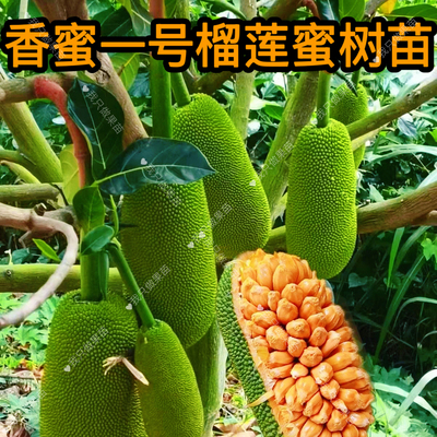 香蜜一号榴莲蜜果树苗