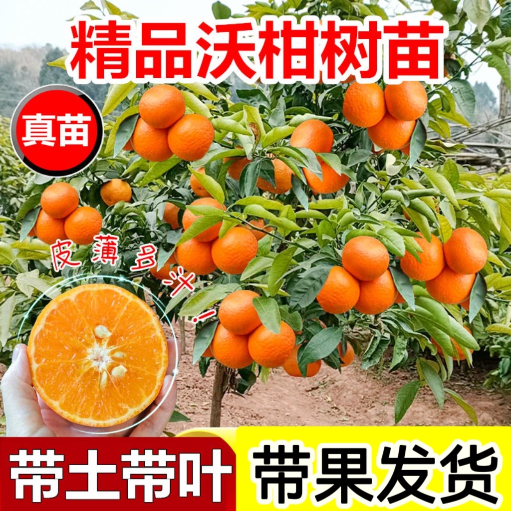 广西武鸣沃柑果树苗正宗无核无籽柑橘桔子果树苗盆栽地栽带果发货,鲜花速递/花卉仿真/绿植园艺,果树,淘宝优惠券,粉丝福利购,淘宝优惠卷