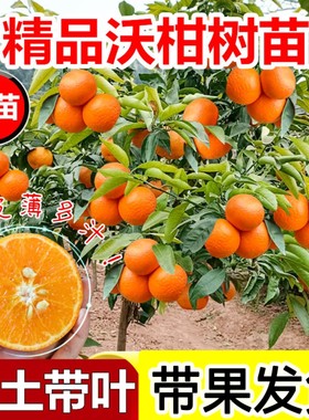 广西武鸣沃柑果树苗正宗无核无籽柑橘桔子果树苗盆栽地栽带果发货