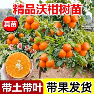 广西武鸣沃柑果树苗正宗无核无籽柑橘桔子果树苗盆栽地栽带果发货