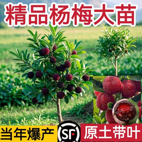 正品嫁接东魁杨梅树树苗特大黑炭杨梅苗南北方种植果树苗当年结果
