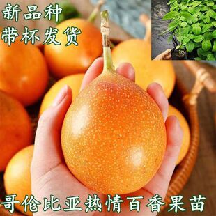 新品种哥伦比亚热情果苗嫁接树苗庭院阳台盆栽地栽南方种植果树苗