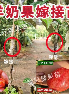 正品嫁接德甜二号羊奶果树苗盆栽地栽南北方种植纯甜特大当年结果