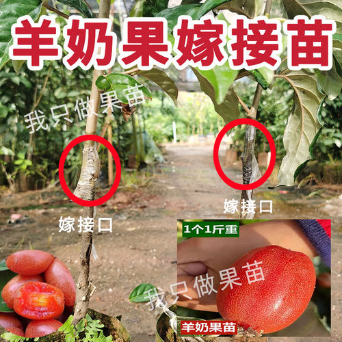 正品嫁接德甜二号羊奶果树苗盆栽地栽南北方种植纯甜特大当年结果