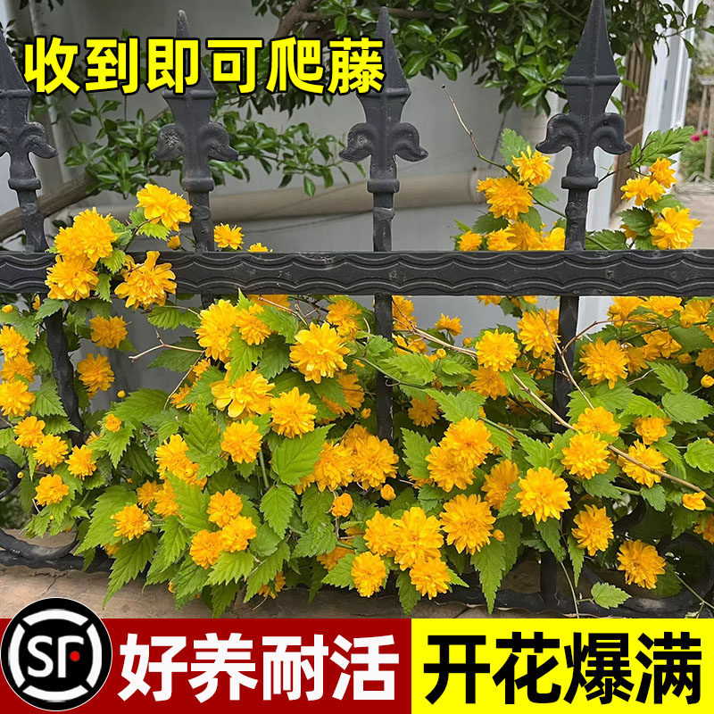 棣棠花重瓣蔷薇花苗盆栽庭院室内外地栽爬藤植物耐寒花卉四季开花,鲜花速递/花卉仿真/绿植园艺,月季/蔷薇/玫瑰,淘宝优惠券,粉丝福利购,淘宝优惠卷