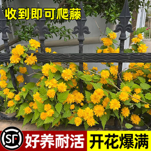 棣棠花重瓣蔷薇花苗盆栽庭院室内外地栽爬藤植物耐寒花卉四季开花