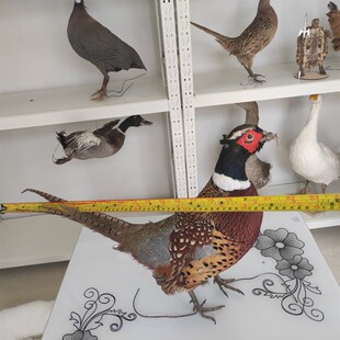 标本 山鸡标本 雉鸡标本 模型教学道具家装摆件真U羽毛 七彩鸡标