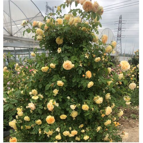 【1米5高大苗h*套餐】蔷薇花苗藤本月季特大花爬藤植物四季开花