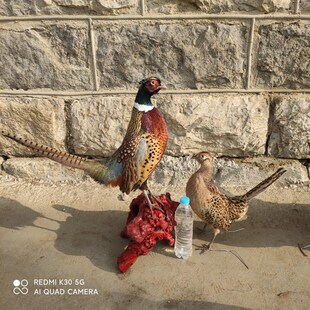 标本 山鸡标本 雉鸡标本 模型教学道具家装摆件真U羽毛 七彩鸡标