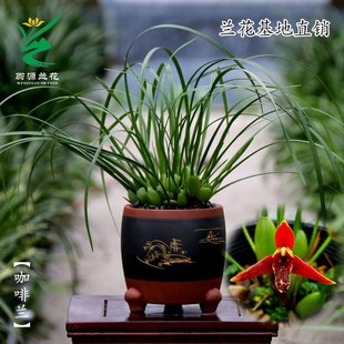 速发喜花里兰花啡咖【兰】梦香内心兰壮苗带花浓香型好养室文绿植