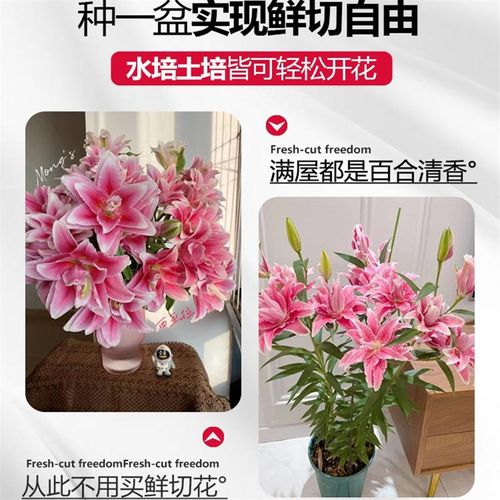 速发百合花种球盆栽花卉绿植物四季开花苗易活花水培土培