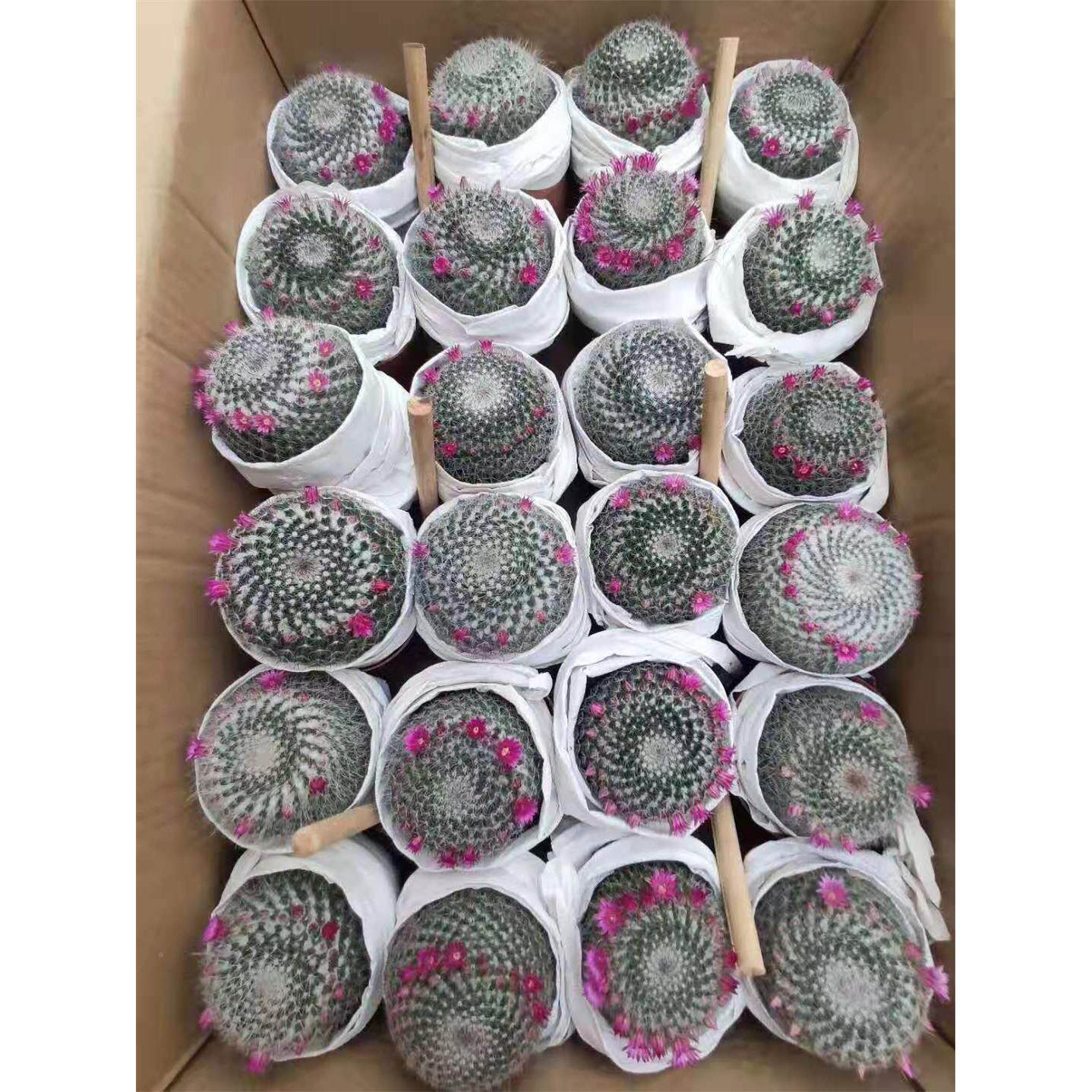 室内植花卉绿植净球空气小盆栽仙物玉翁化人玉翁