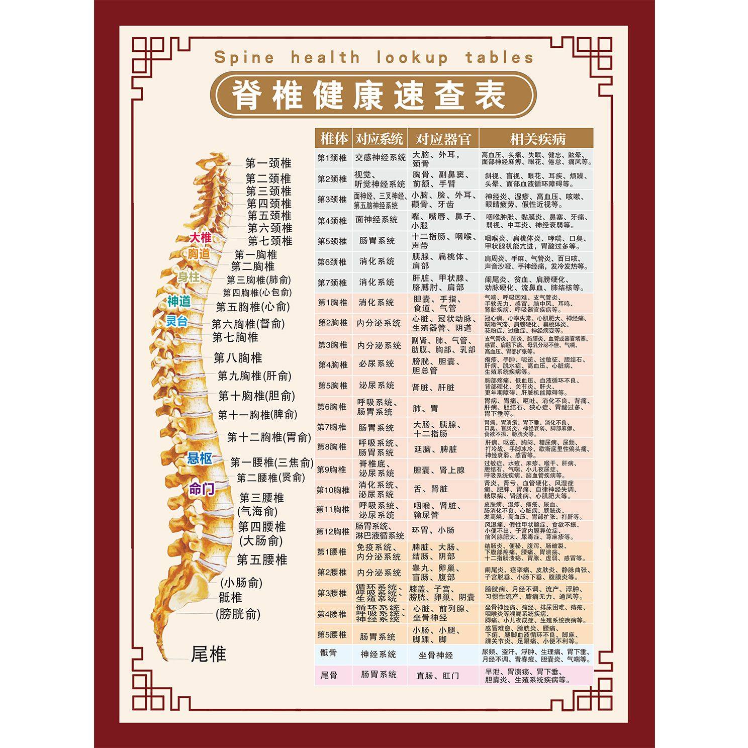 脊椎健康速查表人体脊柱相纸疾病示意图中医养生医学健康挂图海报