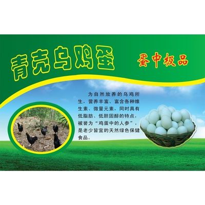 青壳乌鸡蛋海报展板乌鸡蛋无公害更营养无污染更健康KT板