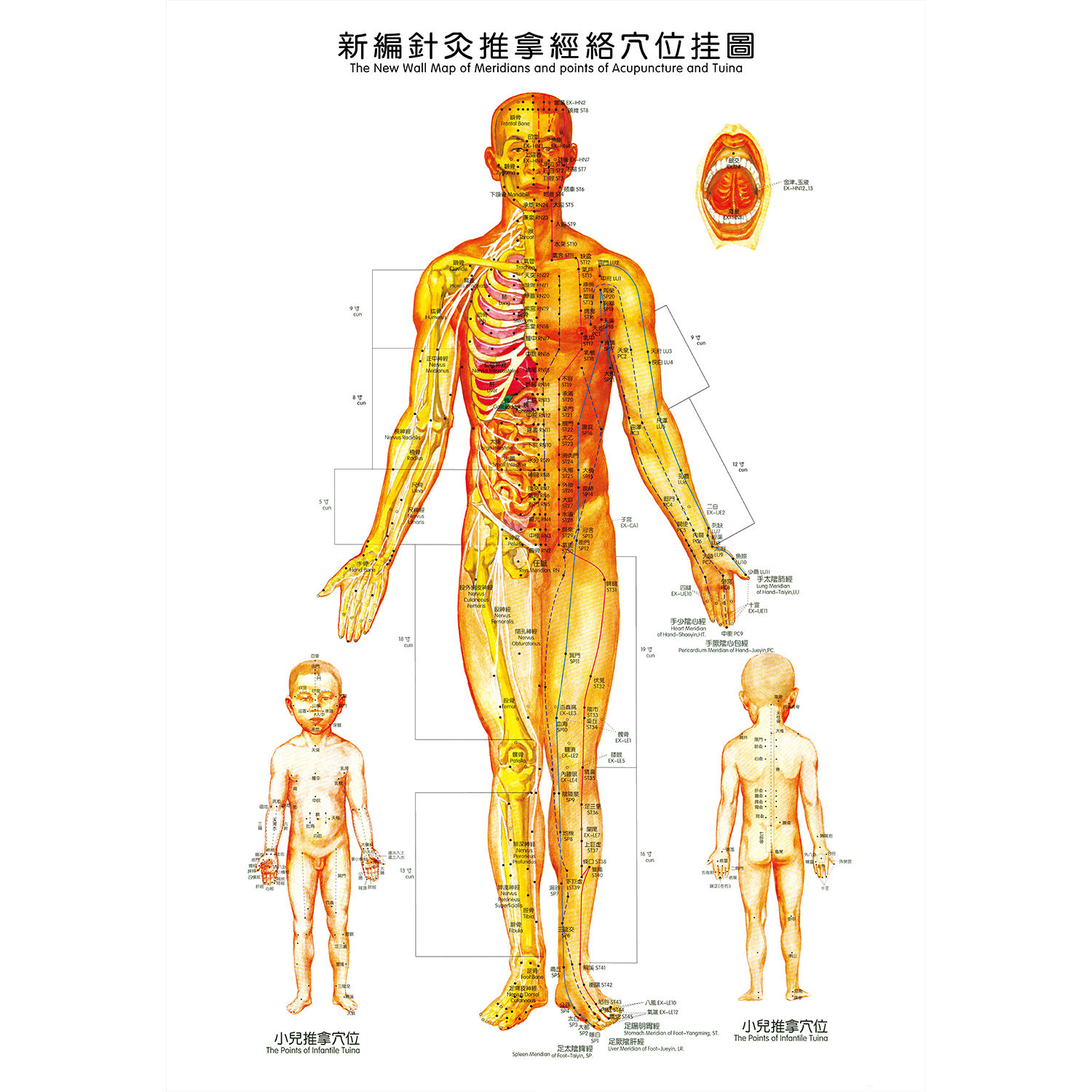男女通用人体经络穴位图穴位大挂图全身标准图解中医针灸推拿按摩