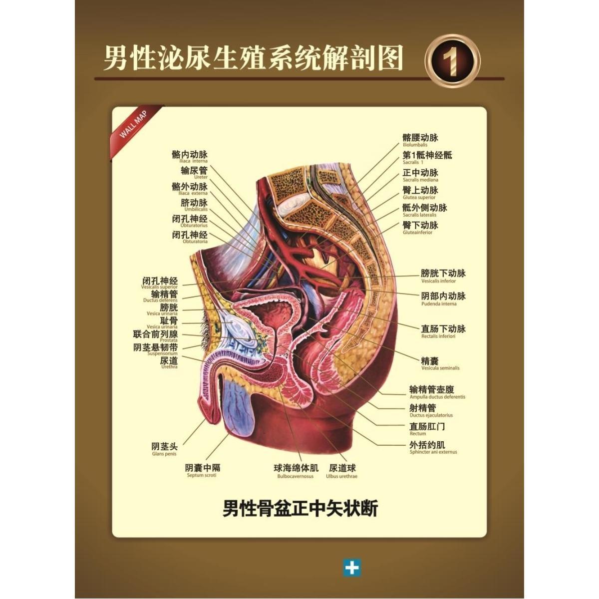 男性泌尿生殖系统解剖图海报墙贴墙纸装饰画展板