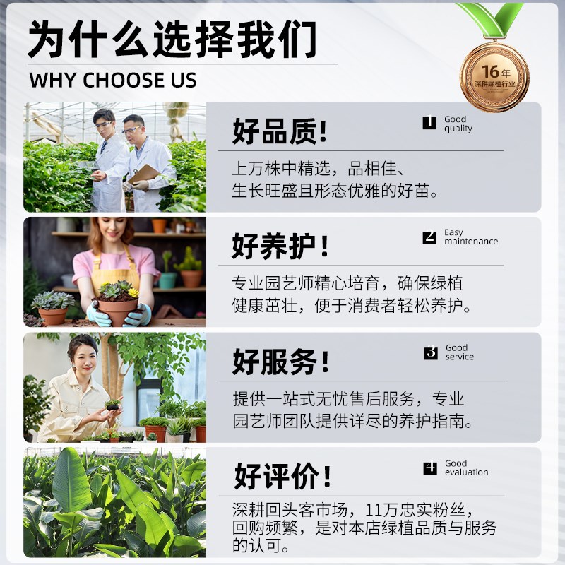 造型鸭脚木客厅大盆栽植物鸭v掌木八方来财室内净化空气落地式绿