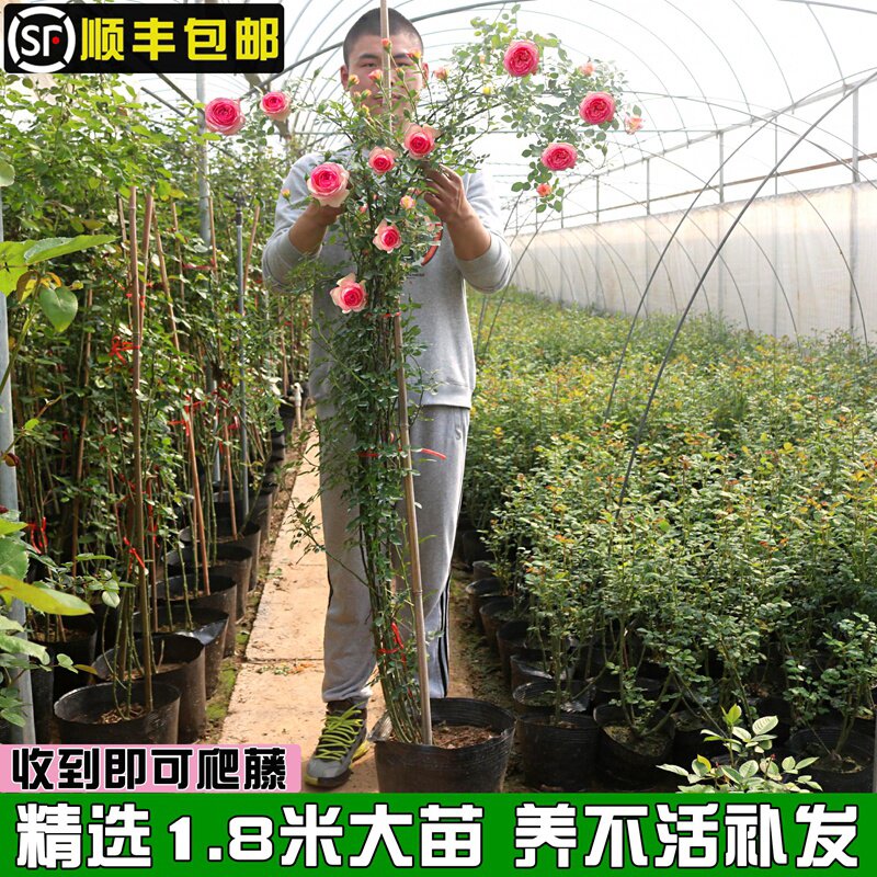 月季花苗四季开花爬藤蔷薇花攀援花卉植物藤本月季欧月大花浓香型