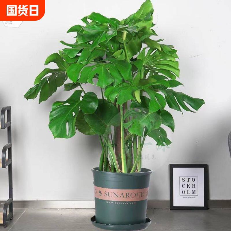 龟背竹大型盆栽绿植室内客厅吸甲醛净化空气大型开背观叶老桩水培