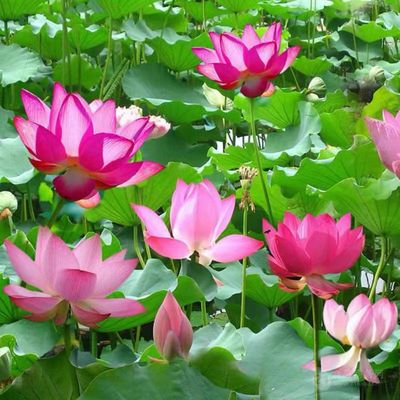 荷花盆栽水养莲藕苗种莲花食用四季观赏睡莲生水培植物碗莲种根苗