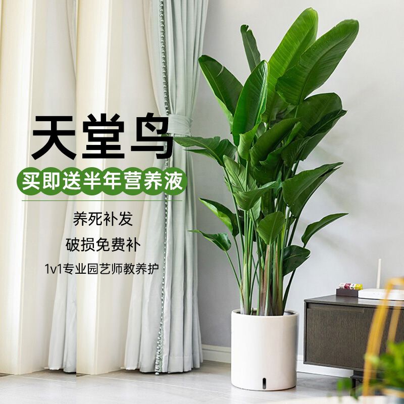 天堂鸟客厅绿植盆栽室内大型植物落地四季办公室鹤望兰大禄植花卉