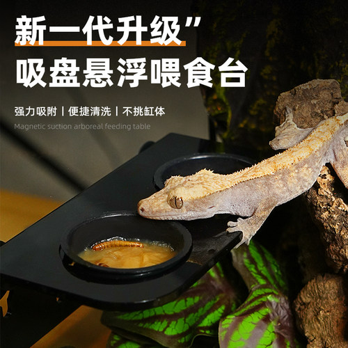 睫角守宫专用悬浮喂食台双格食盆