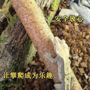 爬宠攀爬造景木雨林缸睫角豹纹守宫鬃狮蜥蜴宠物蛇树蛙软木棍树枝