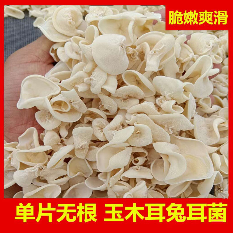 古田白玉耳闽东特产小白玉