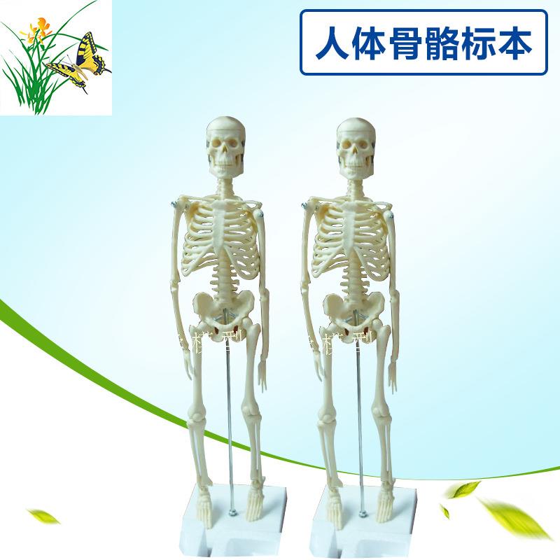 45CM人体骨骼模型 医学教学模型 人体骨骼标本 骷髅骨模型